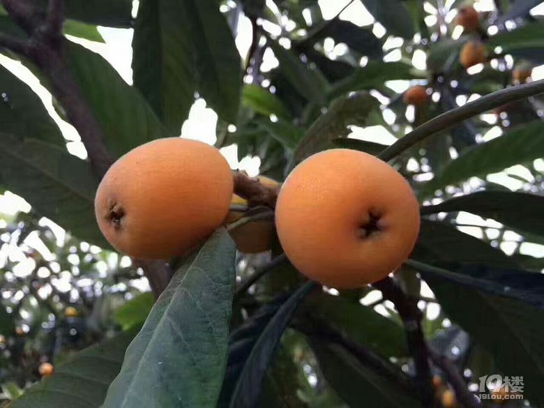 塘栖枇杷红毛丫头是红枇杷中的精品,不过大