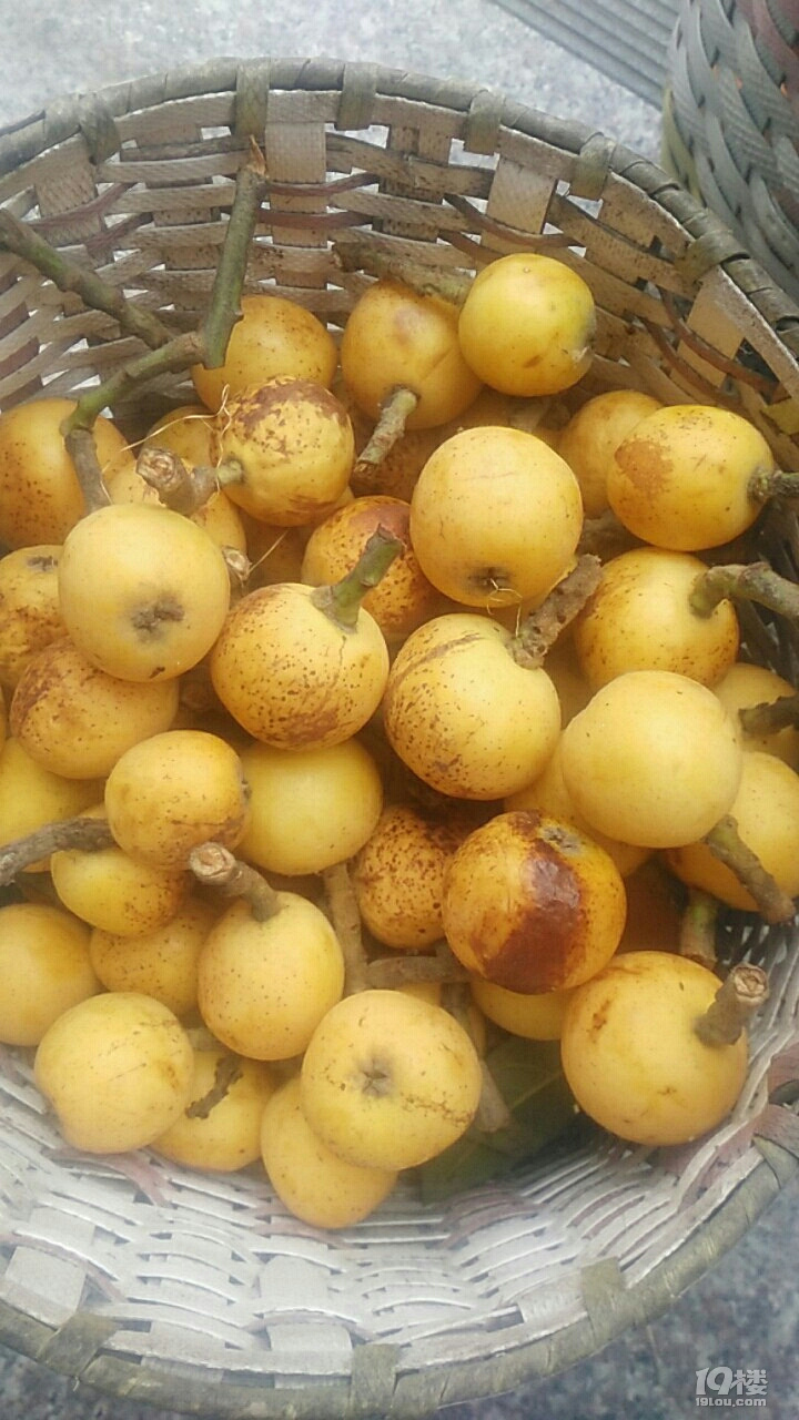 塘栖枇杷红毛丫头是红枇杷中的精品,不过大