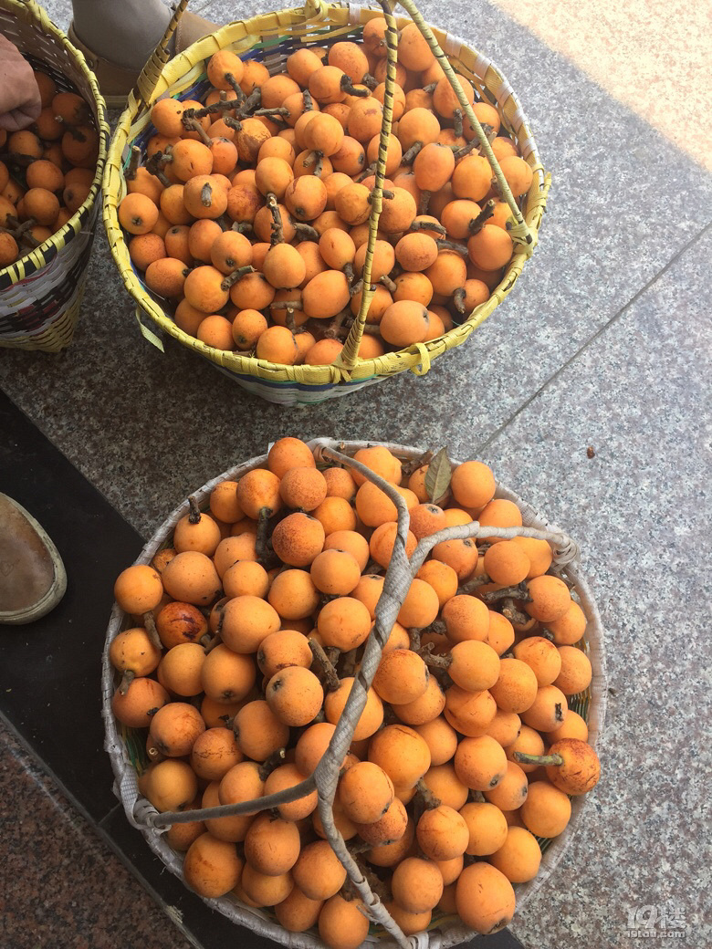 塘栖枇杷正宗白沙红毛丫头