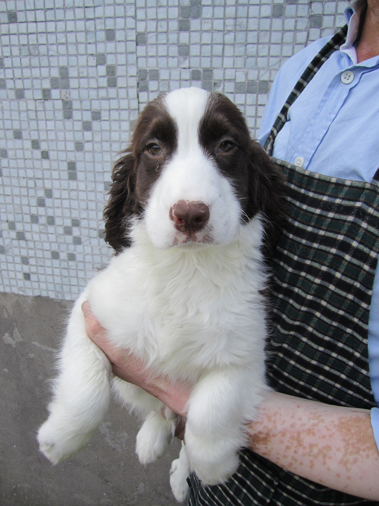 家养展示型史兵格犬找新家,3个半月大,3针全