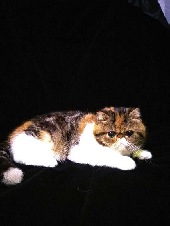 纯血加菲猫找新主人