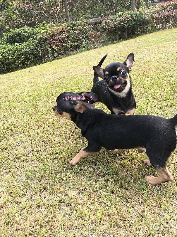 吉娃娃—黑妞,户外对比照