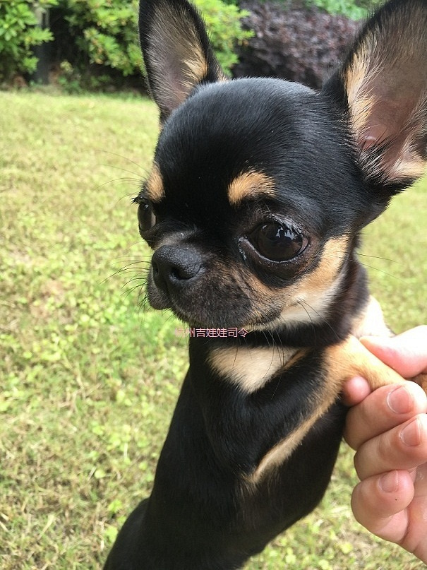 精品包金吉娃娃—等待有缘新主人