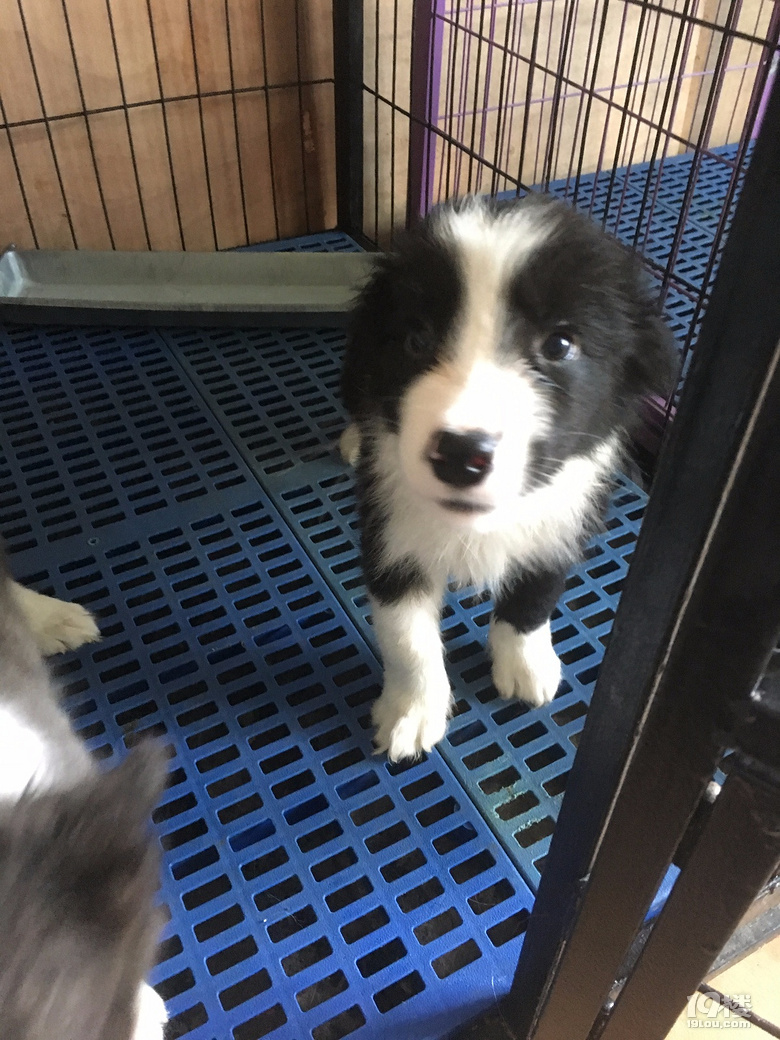 家养边牧(边境牧羊犬)两个月找新家了.