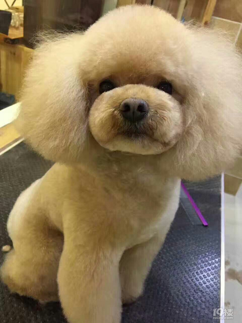 急!悬赏500寻狗!香槟色贵宾(泰迪)男,屁股上有个爱心
