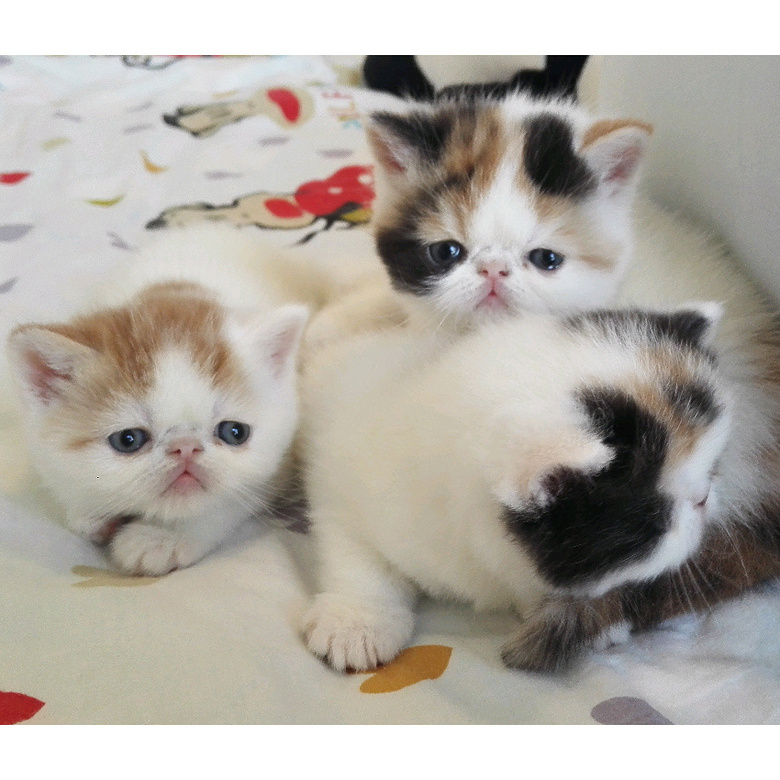 家养梵文三花加菲猫幼猫mm出售