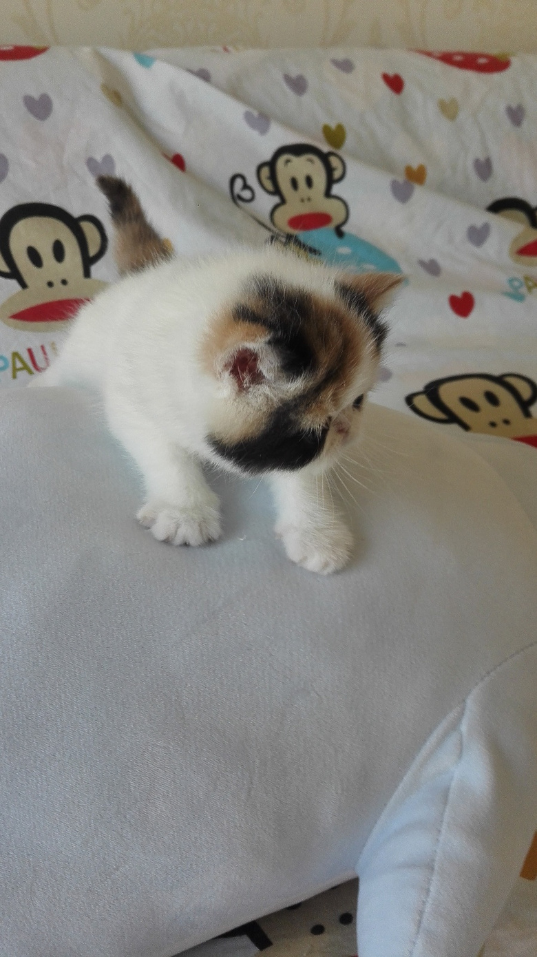 家养梵文三花加菲猫幼猫mm出售