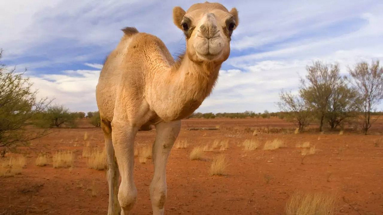 大妈在动物园里一把把薅!骆!驼!毛!网友:都要把骆驼薅成葛优