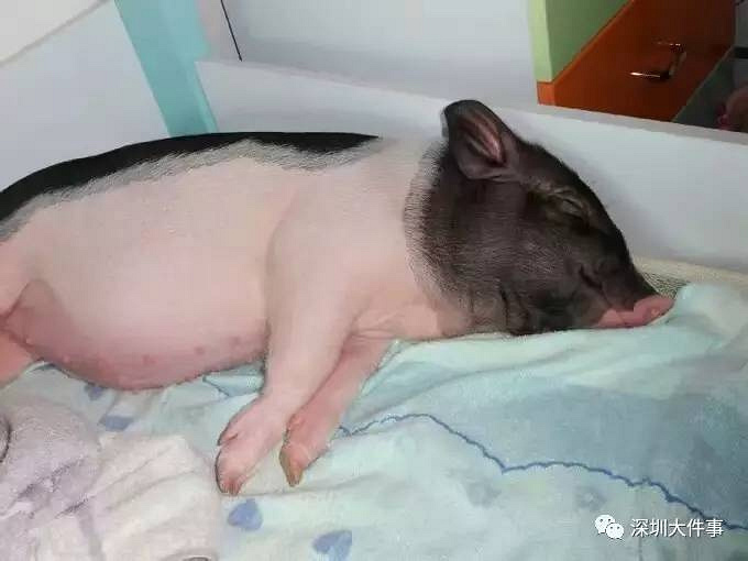 宠物猪长成300斤大肥猪同吃同睡8年搬家5次被投诉