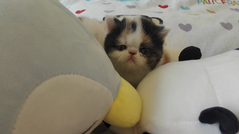 超萌家养梵文三花加菲猫幼猫mm出售