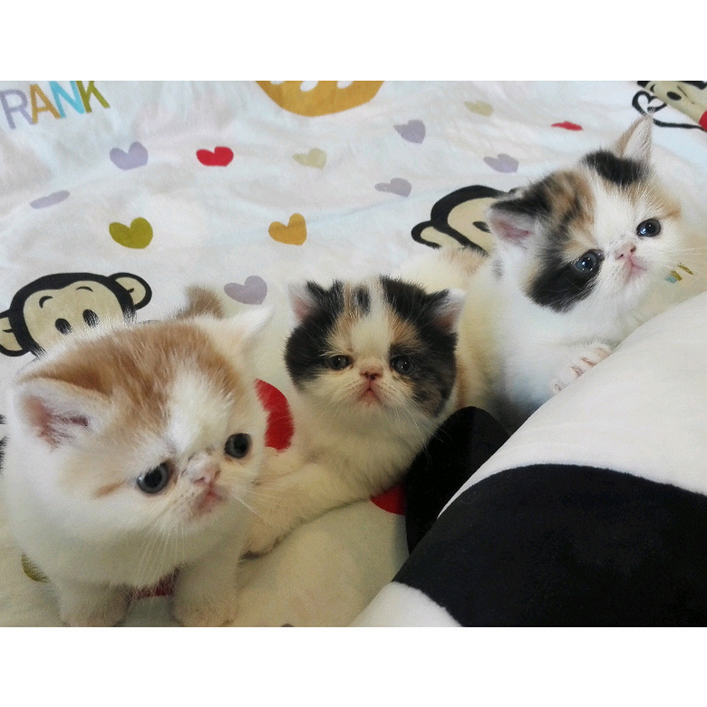 超萌家养梵文三花加菲猫幼猫mm出售
