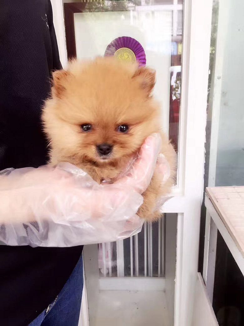 超萌的黄色博美刚刚45天,已驱虫