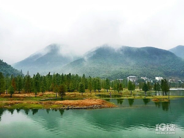 【楊梅熟了】周日賞四明湖水杉美景，嘗余姚精品黑炭楊梅
