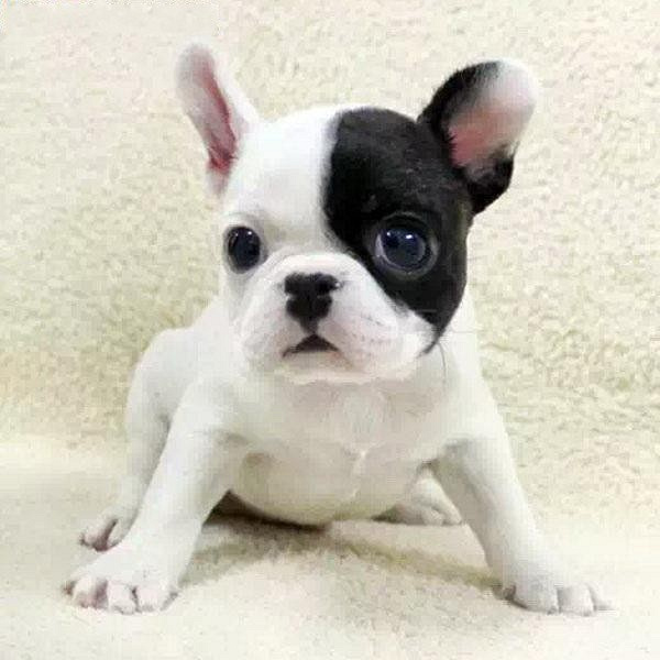 精品黑白花法国斗牛犬,斗牛犬