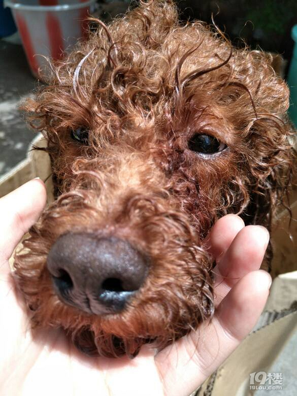 找狗一只成年泰迪狗!中午出去玩就没回来了!可