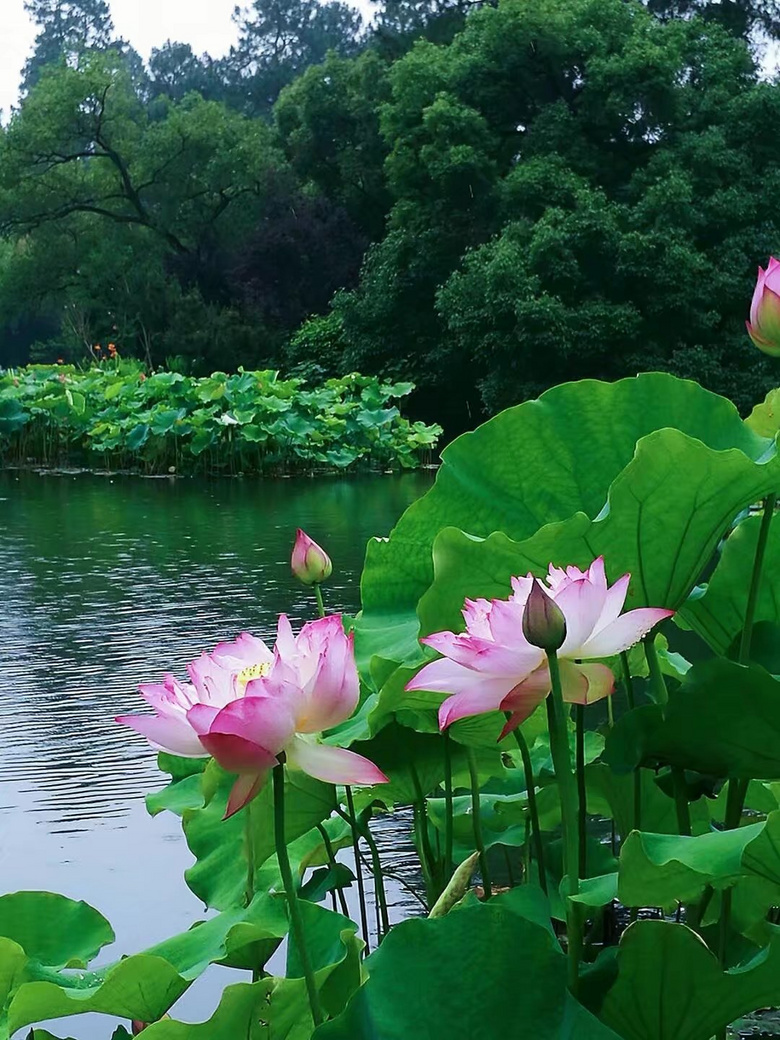 西湖美景六月天-风景照-19摄区-杭州19楼