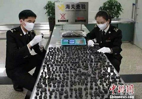 男子携带443枚网纹蟒蛇胆被海关查获 价