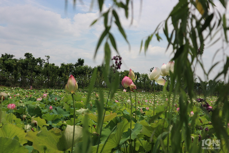 【童游六月】+遇见你的美