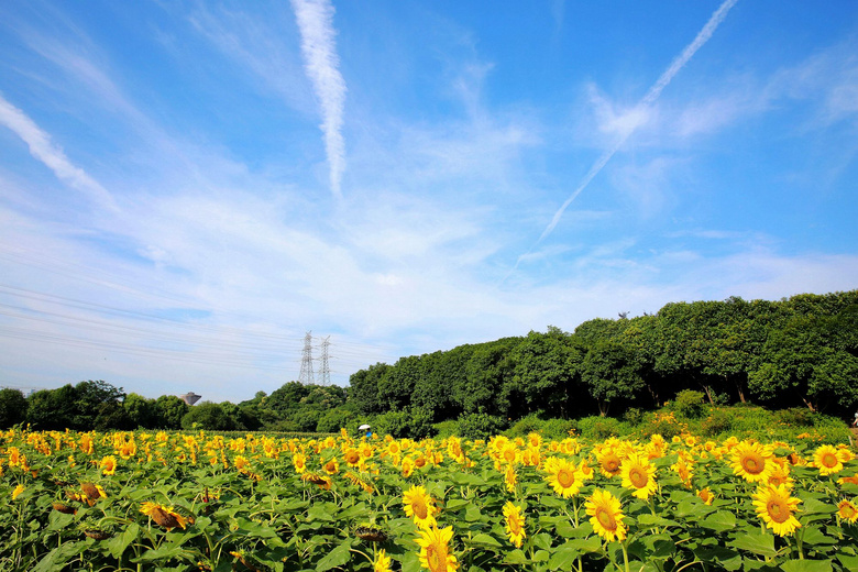 【阳光中的向日葵】