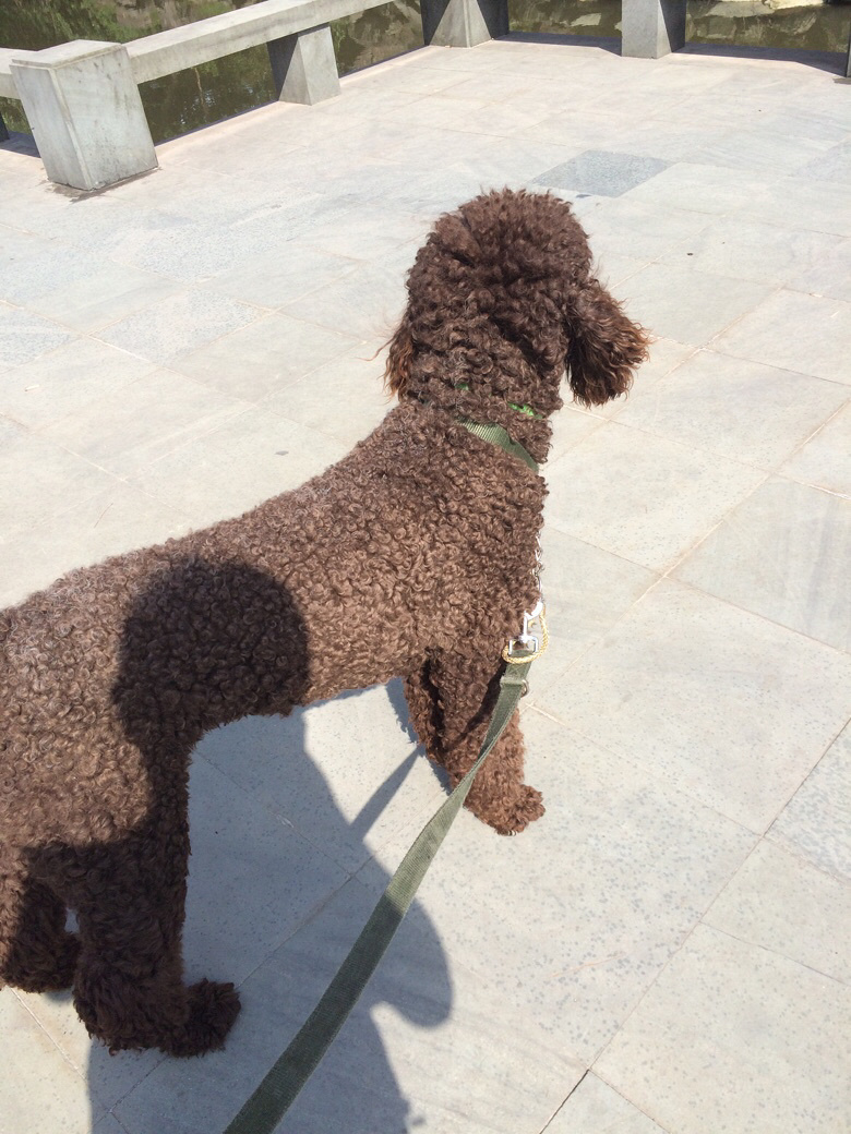 咖啡色公巨型贵宾