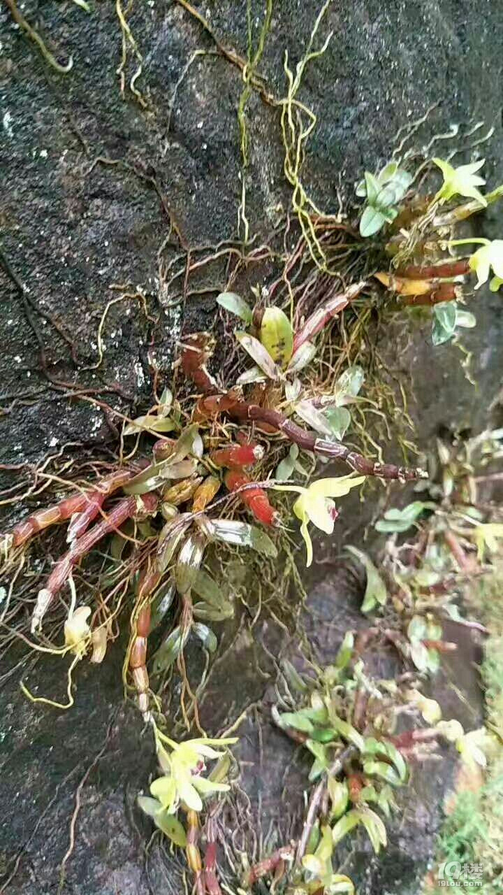 铁皮石斛生长环境与种植技术_龙虎山天禄镇至马祖岩公路_参观龙虎山仙女岩感想