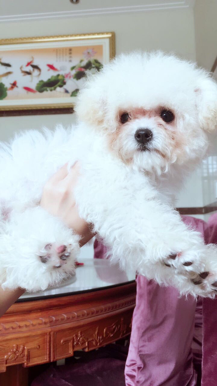 白色茶杯泰迪弟弟