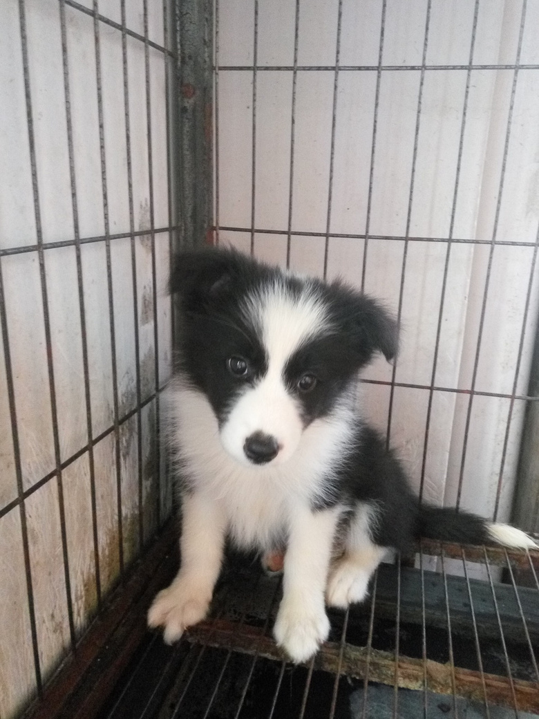 黑白边牧幼犬