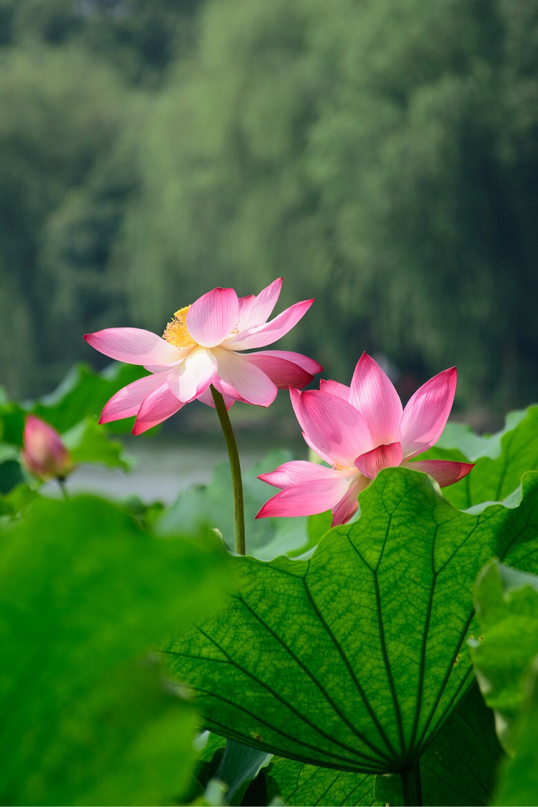 映日荷花别样红——六月之西湖