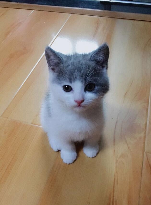 成年英短蓝白猫找领养