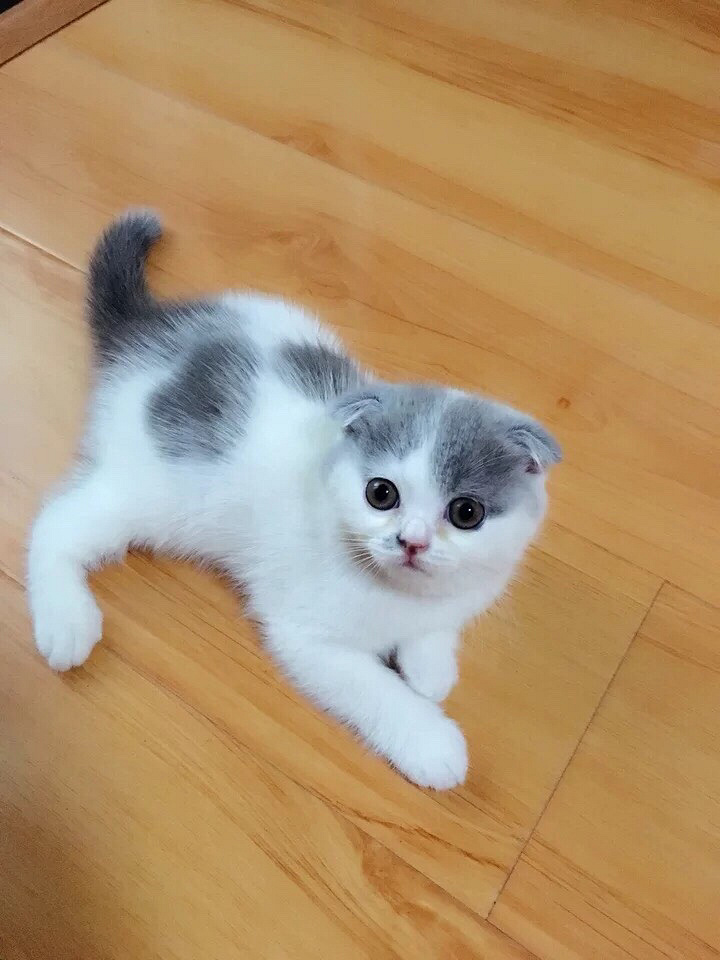 成年英短蓝白猫找领养