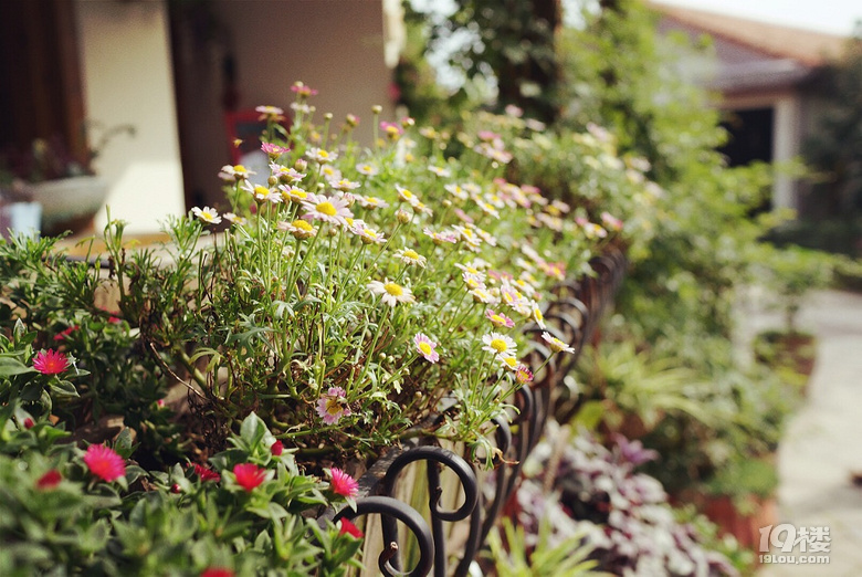 【我們正青春】小小花迷你花的莊園夢