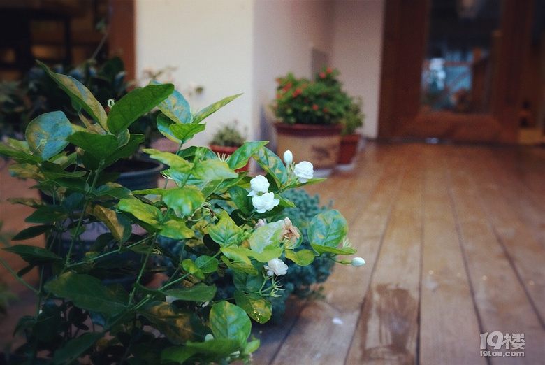 【我們正青春】小小花迷你花的莊園夢