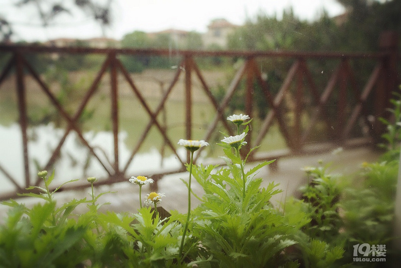 【我們正青春】小小花迷你花的莊園夢