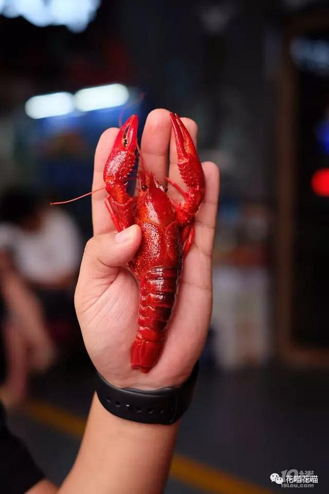 比手掌还大的小龙虾,错过这个可就真的错过了一整个夏天