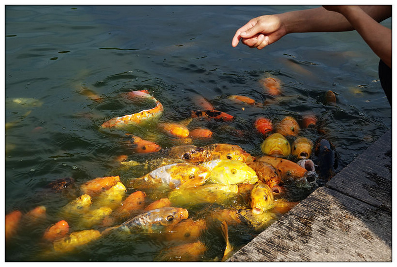 群鱼争食
