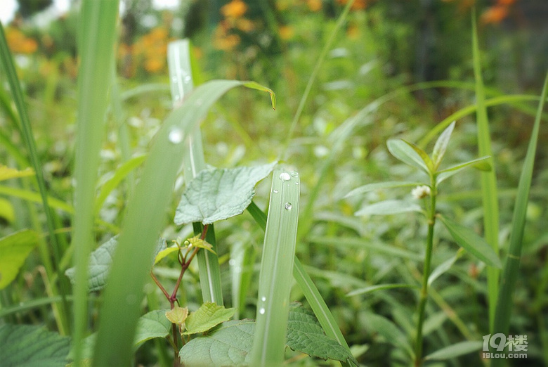 【我們正青春】小小花迷你花的莊園夢
