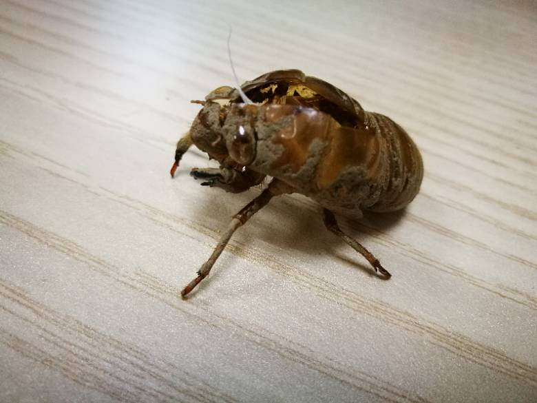 知了知了热了热了