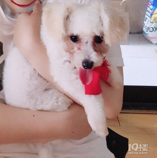 小偿领养8个月比熊犬