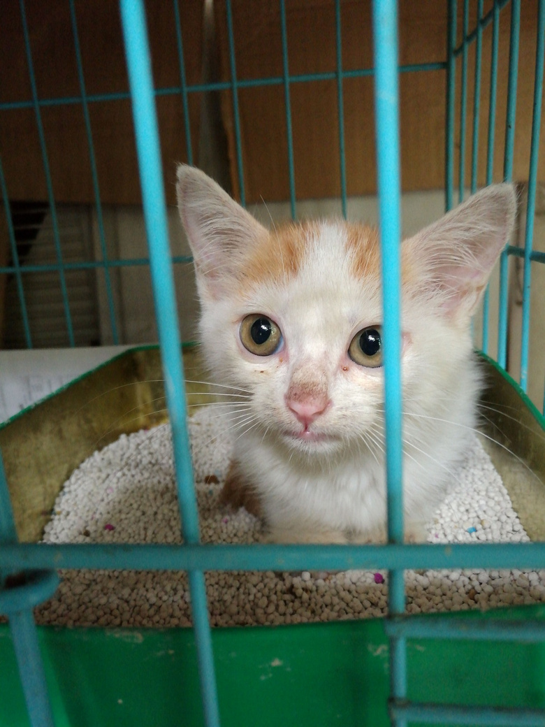 黄白花小猫咪诚找领养家庭