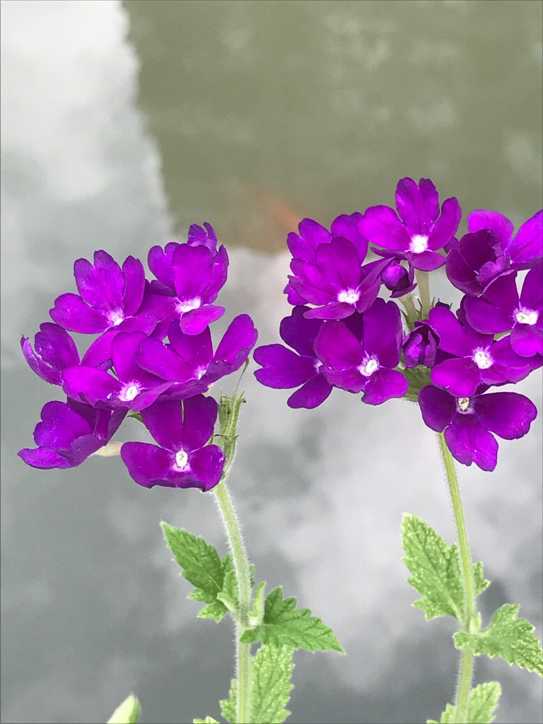 紫色小花
