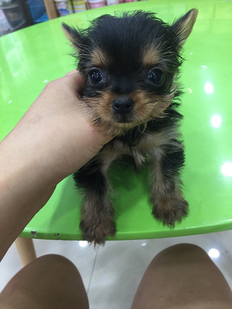 两个月约克夏小公