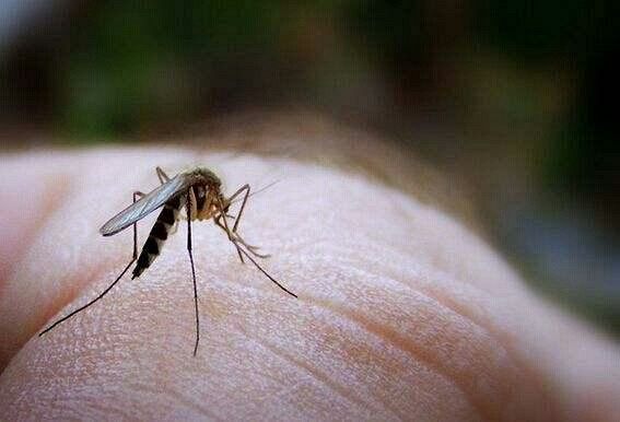 这6种方法可以消除,宝宝被蚊子叮咬后的红