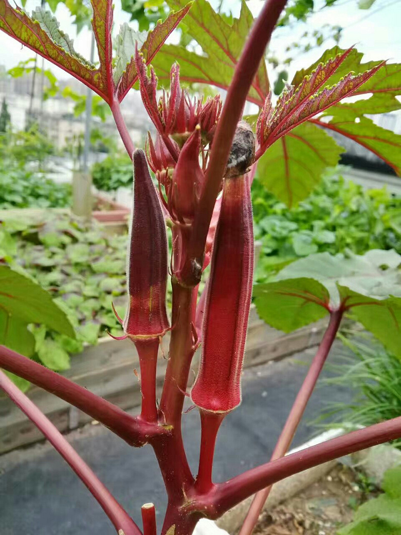 红秋葵和黄秋葵-手机随手拍-杭州19楼