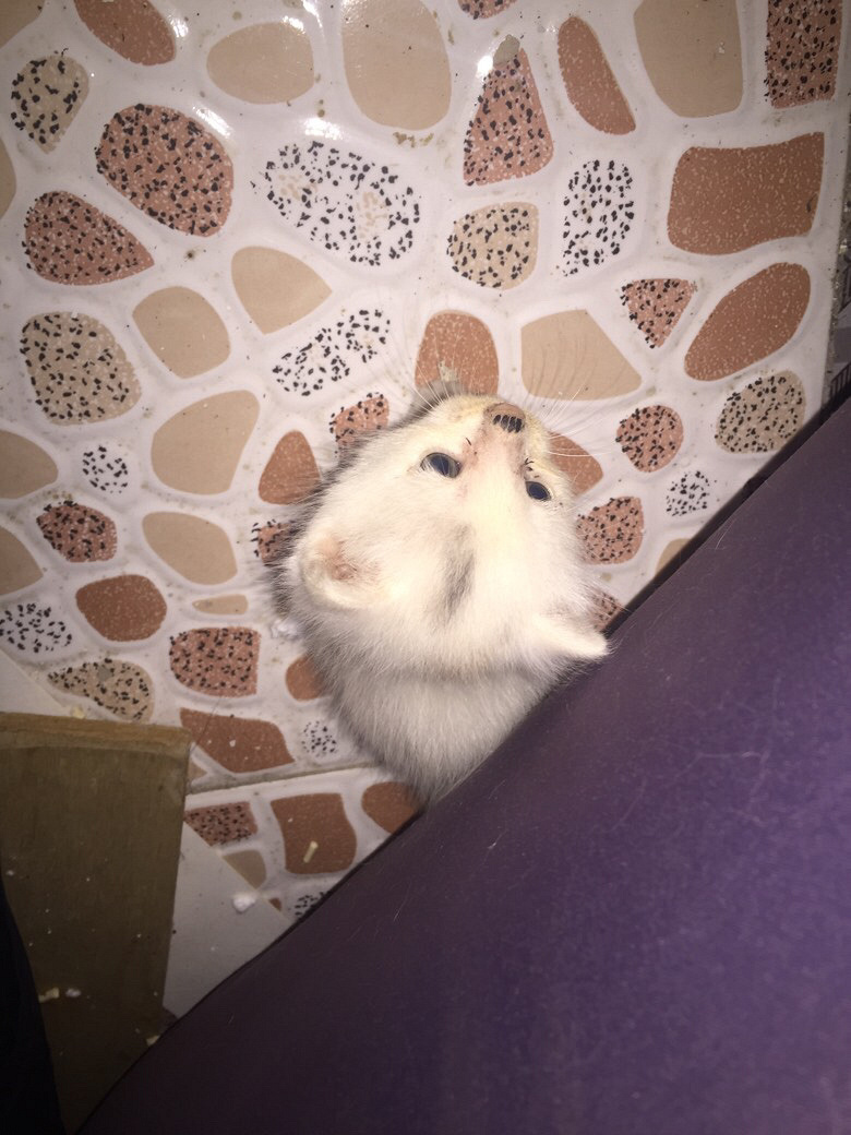 即满月小猫寻领养戳链接-宠物送养区-杭州19楼