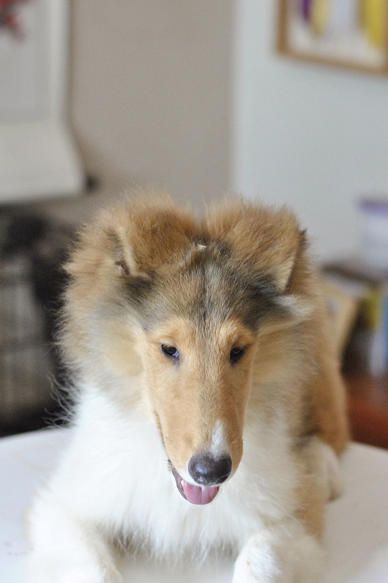 美系苏格兰牧羊犬