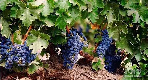 坐月子可以吃什么水果?坐月子期間的水果食譜
