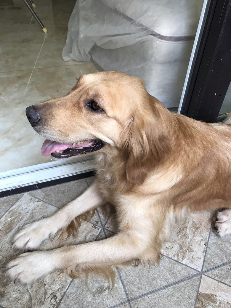 急送家养成年母金毛