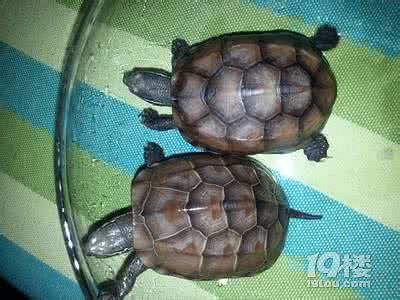 乌龟怎么分公母 乌龟公母也要知道分辨