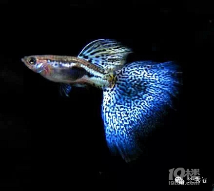 孔雀魚(yú)怎么養(yǎng)?養(yǎng)孔雀魚(yú)的方法大全。