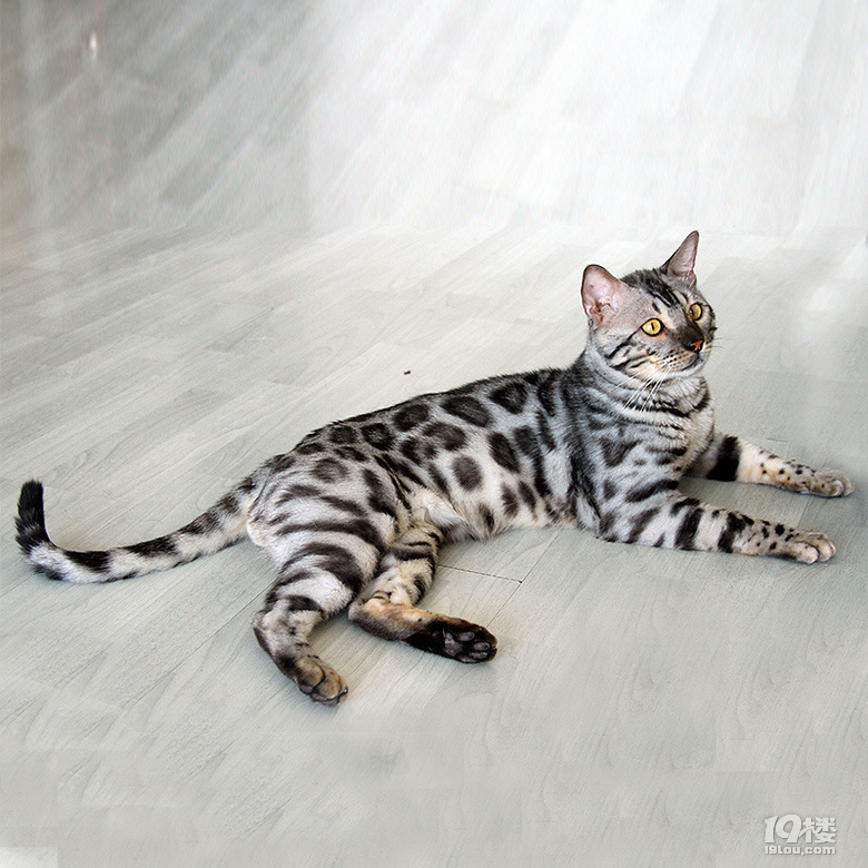 孟加拉豹猫稀有色银豹